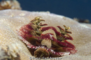 Sea Christmas Tree 
www.bunakenhans.com
,Bunaken,Sulawe... by Hans-Gert Broeder 